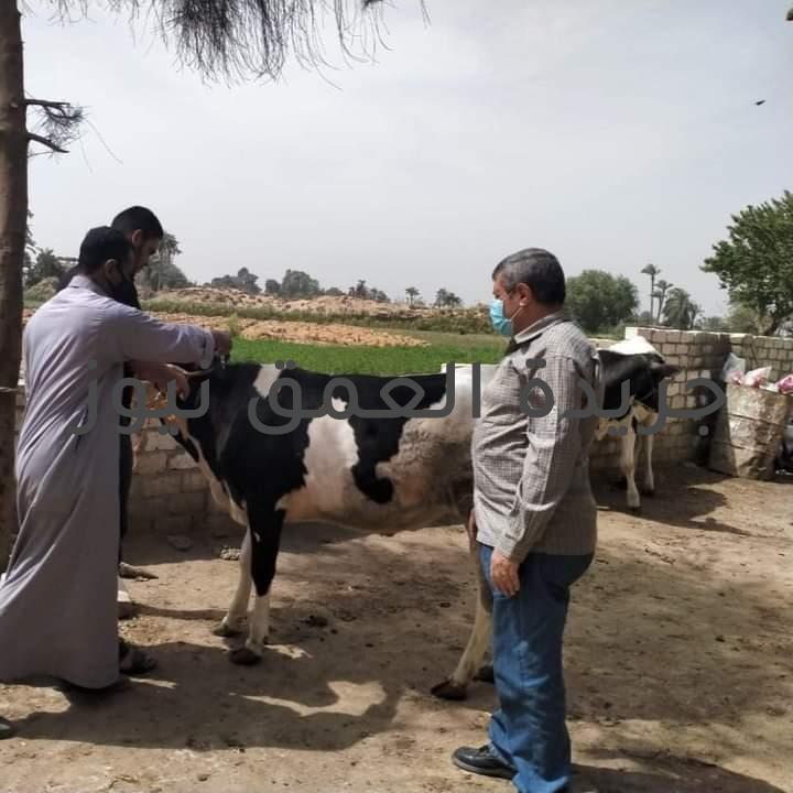 محافظ الفيوم: تحصين 100 ألف رأس ماشية ضد "الجلد العقدي" و"جدري الأغنام"