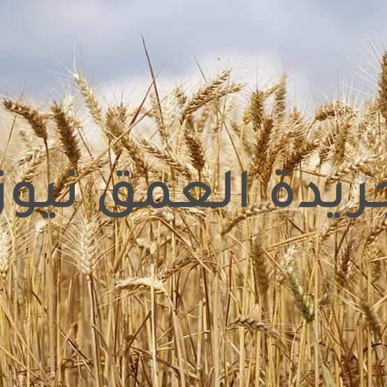 وزير الزراعة حصاد 2 مليون فدان قمح وتوريد 2 مليون طن