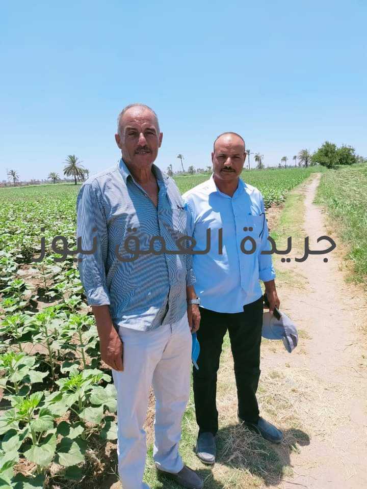 وكيل زراعة الفيوم يشدد بالمرور الدوري على الزراعات التعاقدية لمكافحة أي إصابة كتبت/ فاطمه رمضان شدد الاستاذ الدكتور ربيع مصطفى، وكيل وزارة الزراعة بالفيوم، بالمرور المستمر ومتابعة الزراعات التعاقدية ومحصول دوار الشمس الزيتي تنفيذا لتعليمات السيد القصير وزير الزراعة واستصلاح الأراضي بالاهتمام بالزراعات التعاقدية من يوم الزراعه حتى يوم الحصاد والمتابعة الدورية لمكافحة اي اصابه في الحال نظرا لأهمية المحاصيل الزيتية وتقليل فاتورة الإستيراد من هذه السلعة الاستراتيجية. علال ذلك قامت لجنة الإدارة الزراعية بطامية بقيادة المهندس عماد محمود الحداد وكيل الإدارة والمهندس اسامة محمد حافظ مسؤول المحاصيل الزيتية بالادارة والمهندس نصر شعبان رئيس قسم المكافحة بالإدارة بالمرور على الزراعات التعاقدية محصول عباد الشمس الزيتي بنواحي المركز الروضة والمظاطلي وبندر طامية على أصناف سخا ٥٣ والمنزرع بتاريخ ٢٣/٤/٢٠٢١ والذي بدأ بالتزوير وتلاحظ أثناء المرور أن جميع زراعات الصنف سخا ٥٣ في مرحلة التزهير والمصحول بحالة جيدة وتم مقابلة بعض المزارعين اللذين أبدو فرحتهم بالزراعات التعاقدية ومميزاتها. كما تم المرور على زراعات عباد الشمس الزيتي صنف سيرينا ١ وتلاحظ الحالة الجيدة المحصول والكثافة النباتية جيد جدا وارتفاع المحصول من ٥٠ إلى ٧٠ سم زراعات بتاريخ ٢٥/٥ ٢٠٢١.