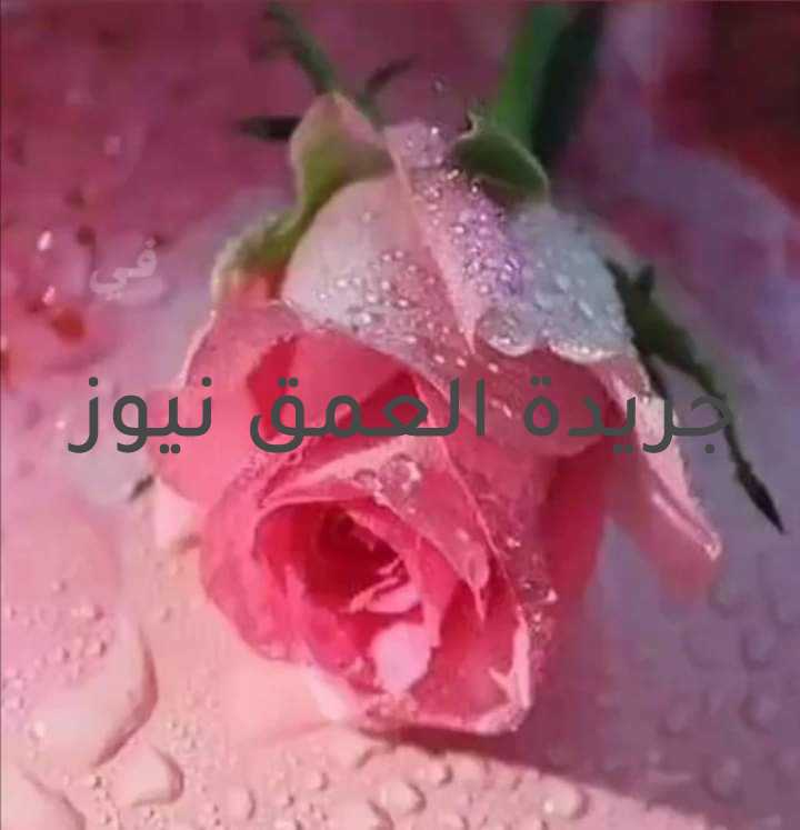  "يحلم بي.. و أكتب فيه شعرا" بقلم/ رحاب السيد هكذا حالنا شوق دون لقاء يحلم بي.. و أكتب فيه شعرا كلما مررت على رسائله تخللني شعور رائع فأغمض عيني وابتسم نعم، إنه في مخيلتي أحلم به.. و أكتب فيه شعرا كلمات من أجله تخرج من أين، ما علمت، ولا أدري حقا هي تفتح القلب وتخرج ما هذا، بحق الهوى ماذا بي، لا أدري شعور ينتابني حب وشوق فماذا بقلبي فاعلة حقا أنا لا أدري نعم، إنه في مخيلتي يحلم بي، و أكتب فيه شعرا