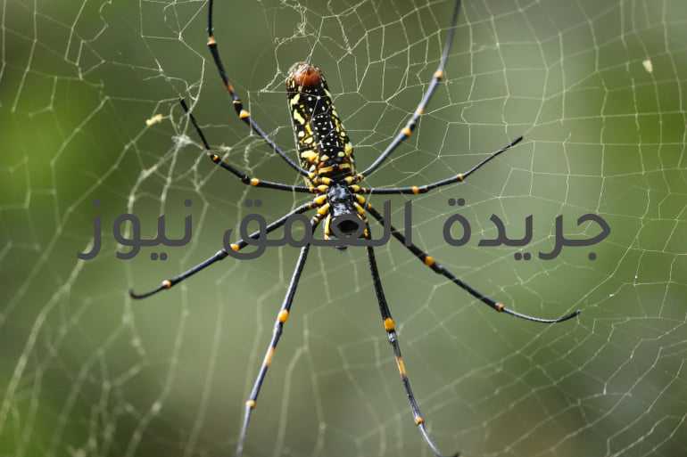 الذباب وبيت العنكبوت
