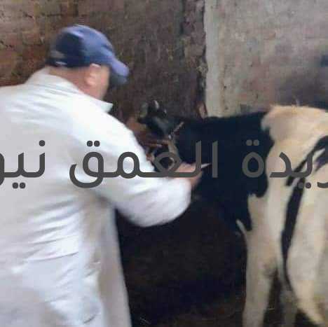 تحصين ٣٤٥٦ طائر من الأمراض الوبائية في دمياط كتب/ عبده خليل تمكنت حملات تحصين الطيور ضد الأمراض الوبائية المختلفة، لمديرية الطب البيطري بمحافظة دمياط برئاسة الدكتور ايهاب شكري، وذلك بتوجيهات الدكتورة منال عوض ، محافظ دمياط، من تحصين ٣٤٥٦ طائر من الأمراض الوبائية. و أشارت منال عوض أن حملات تحصين الطيور مستمرة بالقرى والمراكز ، ضمن الحملة القومية للحفاظ على الثروة الحيوانية ، مؤكدة أنه تم تحصين ٣٤٥٦ طائر ضد الأمراض الوبائية، و ١٢٣٥٧ طائر بلقاح إنفلونزا الطيور فضلاً عن تطهير الاسواق ، كما أكدت على استمرار رش وتطهير جميع الإدارات البيطرية، وذلك للحفاظ على الثروة الحيوانية والصحة العامة للمواطنين. ‏ وأضاف شكري ، أن ندوات الإرشاد البيطري للمواطنين مستمرة عن التربية المنزلية الآمنة والأمراض المشتركه مثل البروسيلا وأهمية ودور مراكز تجميع الألبان في إنتاج كوب لبن صحي آمن للإنسان بجميع الوحدات البيطرية. ‏ ‏ وقال شكري أن عمليات تطهير وتعقيم المنشآت الحكومية ومؤسسات الدولة على مستوى المحافظة مستمرة، كما يتم تطهير الأكمنة بشكل يومي ورش السيارات المارة بالأكمنة بمداخل ومخارج المحافظة.