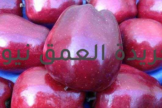 التفاح أنبل الفواكه.. الجزء الثاني بقلم/ عاطف محمد تحدثنا فى الجزء الأول عن التفاح بألوانه الغير معتادة الأسود والأزرق والأبيض والبنفسجي والذهبي وكذلك التفاح المعتاد الأحمر والأخضر والأصفر وكان للحديث شجون لذلك قصدت أن نستكمل بقية الحديث والغوص أكثر فى عالم التفاح وعلاقته بحياتنا . أسماء التفاح وأنواعه: تفاح الماكنتوش (McIntosh Apple): الماكنتوش هو التفاح الناعم الملمس الذى له طعم كريمى مبهر يتم تناوله طازجا وهو مثالي لذلك ،ويستخدم فى عمل صوص التفاح وكذلك زبدة التفاح ولا ينصح بعمل الفطائر منه لشدة سيولته عن الطهى. تفاح الفوجي (Fuji Apple): تعتبر اليابان هى الموطن الأصلي لذلك النوع ويتميز الفوجي بالقرمشة عند القضم فهو حلو المذاق وله شكلا براقا ويمكن تحضير سلطة الفواكه منه ويظل محتفظا بقوامه بها كما أنه لذيذ الطعم . تفاح الجدة سميث (Granny Smith Apple): اشتهر ذلك التفاح بهذا الاسم وهو أشهر تفاح أخضر وموطنه الأصلي" استراليا" ، يسمع صوت قرمشته من بعيد عند أكله وله قشرة خضراء لامعة وطعمه حلو لاذع ويمكن طبخه ويطهى مع البصل ويضاف له الجبن وذلك فى بعض الدول كما يؤكل طازجا . تفاح ريد ديليشوس(Red Delicious): عندما يقع فى يدك تفاحة لها شكل القلب ولها قشرة حمراء فاتحة اللون مخططة لذيذة الطعم ولها طعم خفيف الحلاوة وصلبة القوام وتصدر قرمشة عند قضمها فأنت أمام تفاحة ريد ديليشوس التى تعد أهم وجبة خفيفة ،أما عن موطنها الأصلي فهو غير معروف ولكن تزرع فى بيرو فى ولاية "أيوا " وقد تم اكتشافها بالصدفة عن طريق مزارع يدعى "جيسي هيات" وعُرف في البداية باسم " هوك آي "،وقد ظهرت فى الأسواق للتداول عام 1874و لاينصح بعمل مخبوزات أو سلطات أو فطائر من هذا النوع كما أنه غير صالح للتجميد. تفاح جولدن ديليشوس Golden Delicious apple: ظهر ذلك النوع من التفاح في الأسواق عام 1914 ونشأ فى مقاطعة "كلاي" ولاية غرب فرجينيا, ولا يعرف موطنه الأصلي واكتشف بالصدفة مع تفاح جولدن رينيت وتفاح جرايمز جولدن ومنه نوعان الأقل حلاوة والأكثر حلاوة وصالح للتجميد وعمل المخبوزات والفطائر والصلصات والسلطات، وله قضم مقرمش كما أنه طرى له قشرة ذهبية رقيقة ويظل فاتح اللون لمدة طويلة عند تقطيعه بعكس الأنواع الأخرى وهو الاختبار المثالى لأى وصفة غذائية . تفاح جالا Gala apple: إن هذا النوع من التفاح والذى يسمى" جالا " صاحب القشرة الصفراء التى تتزين بهالات وردية وبرتقالية له رائحة نفاذة فواحة بشكل لا تخطئه الأنف، مقرمش القضم كما أنه مذهل شكلا وطعما يمكن صناعة الفطائر والصلصات والسلطات ويتميز بشعبية كبيرة حول العالم، ظهر بالأسواق عام 1965ونشأ فى نيوزيلندا وأصله هجين بين تفاح جولدن ديليشس وتفاح كيدز أورانج ريد ومنه نوعان الأكثر حلاوة والأقل . تفاح كوكس أورانج بيبن Orange Pippin: نصيحة لا تدع تفاحة من هذا النوع أن تفلت من يدك فهى هشة لها مذاق عصيري متميز، لونها أخضر مصفر يتسلله اللون البرتقالى والأحمر بشكل يضفي على التفاحة شكلا مبهرا بالإضافة إلى لحم التفاحة الكريمي شديد التماسك مع الشكل المستدير . تفاح بيوتي أوف باث Beauty of bath: من أميز أنواع التفاح فهو لاذع الطعم صغير الحجم يحمل اللون الأصفر المخضر أو العكس مبرقش باللون الأحمر على شكل بقع تنتشر على أنحاء التفاحة له لحم داخلى أبيض الشكل متماسك بشكل كبير . تفاح نبتة براملي Bramely's Seeding: هذا النوع من التفاح مخصص للطهي لكبر حجم ثمرته الخضراء اللون بيضاء اللحم ولا يقبل على أكله طازجا بكثرة لطعمه الحمضى نوعا ما . تفاح كاميو(Cameo): هذا النوع من التفاح يتميز بطعمه اللاذع والحلو فى نفس الوقت مما يضفى عليه ميزة بالإضافة إلى قوامه الصلب ويستخدم هذا النوع فى التجميد وعمل السلطات والصلصات والمشروبات والفطائر والمخبوزات وهو من اجمل الوجبات الخفيفة وموسمه أكتوبر واغسطس. تفاح كوزميك كريسب(Cosmic Crisp): أصبح متاحا للتدوال فى الأسواق من عام 2019 ويجمع بين الحلو والحامض ويعد هذا التفاح أحد ثمار برنامج التفاح لجامعة واشنطن تفاح جاز (Jazz™): ظهرت تلك التفاحة من عام 2019 كتفاحة مثالية للهشاشة والقرمشة فى نفس الوقت وهى لاذعة وحلوة الطعم فى نفس الوقت أيضا موسمها سبتمبر ويوليو ولم يسبق تجربتها فى الطهي ولكنها مثالية للسلطات والمشروبات والصلصات وقابلة للتجميد ومتميزة كوجبة خفيفة وتأخذ وقتا إذا قطعت ليتحول لبها إلى اللون البنى . تفاح يوناجولد(Jonagold) : فى أكتوبر ويوليو يظهر هذا النوع من التفاح والذي له صلابة وطعم يجمع بين الحلو واللاذع ويستخدم فى عمل المشروبات والصلصات والسلطات ويصنع منها المخبوزات والفطائر ويتميز هذا النوع بكونه وجبة خفيفة. تفاح جوسي(JUICI™): أنها التفاحة المثالية للوجبات الخفيفة يستمتع من يأكلها بقرمشتها وعصارتها الغزيرة رغم صلابتها، وجدت بالأسواق من عام 2017 ويتم استخدامها فى عمل المخبوزات والمشروبات والسلطات . تفاح جونامي(Junami): هو علامة تجارية معروفة للتفاح الأحمر، جذاب المظهر والذى يأخذك لمجرد رؤيته، طعمه لاذع بقوة يرضي حواس الإنسان ويروي عطشه لعصارته الشهية، موجود من بداية نوفمبر إلى سبتمبر وهو تفاح مثالي كوجبة خفيفة أو فى عمل السلطات والمخبوزات ولهذا التفاح أصناف منها إيلستار وماي غولد وإيدا ريد تفاح كانزى®: تفاح قوي النكهة حلو المذاق مثالي كوجبة خفيفة لصلابته، تجده فى السلطات والمشروبات والمخبوزات والصلصات حاضرا بقوة ،كما يصلح للتجميد وتجده متوفرا من يناير إلى سبتمبر ، يعد هذا التفاح الأكثر استهلاكا فى دول أوروبا لتميزه بالطعم الرائع . تفاح كيكو®(Kiku®): لونه أحمر داكن مخطط ،طعمه فريد، شكله متميز جذاب ،قوامه صلب، عصارته شديدة التميز، متوفر طول العام، موسمه من نوفمبر إلى مايو ، يستخدم كوجبة خفيفة وفي السلطات والمخبوزات والفطائر والمشروبات والصلصات ويصلح للتجميد . تفاح ليدي أليس®(Lady Alice®): تفاح يستخدم فى الفطائر والمخبوزات بشكل مميز ويصلح لعمل المشروبات والصلصات والسلطات ومتميز كوجبة خفيفة وموسمه من يناير إلى مايو تفاح أوبال(Opal): أنه تفاح كثير القرمشة غنى بعصارته الشهية خلو بشكل متميز ، موسمه أكتوبر و يونيو وعن استخدامه فهو وجبة خفيفة يقبل الكل عليها بالإضافة لعمل السلطات والمشروبات والصلصات تحميل جدا فى الفطائر والمخبوزات . تفاح غراني سميث Granny Smith apple: أما المحبين للنكهات المثيرة والطعم اللاذع انصحهم بهذا النوع، هذا بالإضافة للقرمشة التى يسمع لها صوتا بهيجاوذلك لصلابته لذلك فهو من أحب الأنواع لدى الكثير من الناس وينصح به كوجبة خفيفة مثالية، ويتقدم اختيارات الطهاة عند الإقدام على عمل الفطائر كما يدخل فى الكثير من الوصفات كما يتميز فى السلطات والصلصات والمخبوزات ويمكن تجميده دون تلف ظهر فى الأسواق عام 1868 وكانت استراليا أول منشأ له ويقال إنه من أصل فرنسي فقد زرعته الجدة ماريا آن سميث. تفاح هاني كريسب Honeycrisp apple: لكل عشاق القرمشة التفاحية إليكم هذا التفاح الذى يتميز بغنى العصارة الناتجة عنه والتي تتدفق من الفم بغزارة ،كما له حلاوة مميزة لا يمكن أن تنساها كما أن لونه الأحمر الفاتح المبرقش بالأخضر الباهت من أهم علاماته المميزة والتي تضفي عليه سحرا خاصا ، وعن المذاق أحيانا يميل إلى أن يكون لاذعا وله استخدامات بالوصفات المالحة والحلوة وهو من أهم الوجبات الخفيفة كما أنه لذيذ بالسلطات ومتميز بالفطائر والمخبوزات ، يميل مذاقه المركّب إلى النكهة اللاذعة، وهو مكوّن أساسي متعدد الاستخدامات في العديد من الوصفات الحلوة والمالحة. تتدفق العصارات في فمك عند تناوله كوجبة خفيفة، وهو إضافة لذيذة إلى السلطات، والفطائر، والصلصات، وأصناف المخبوزات وجيد للتجميد وقد ظهر في الأسواق عام 1991 ونشأ فى جامعة مينيسوتا، مينيابولوس – سانت بول، ولاية مينيسوتا، أما أصله فهو هجين من تفاح كيبسيك ونوع آخر غير معروف. تفاح كريبس بينكتف(Cripps Pink): فى عام 1985 وفى أستراليا تحديدا ظهر هذا النوع من التفاح والذي يعد هجينا من تفاح جولد ديليشس وتفاح ليدي ويليامز، له شكل صلب وطعم حلو لاذع ولون احمر، وهو معشوق الخبازين والطهاة ومحبي الوجبات الخفيفة لتفرده فى النكهة اللاذعة وقرمشته الممتعة الناتجة عن صلابة فقوامه صلب وحلو لاذع ، وهو تفاح متعدد الاستخدامات، يمكن تناوله طازجًا أو استخدامه في السلطات، والفطائر، والصلصات، والمخبوزات، والتجميد. تفاح برايبيرن Braeburn apple: تفاحة يمكن تناولها فى أى وقت لتميزها بنكهة جريئة فهى حلوة وبنفس الوقت لاذعة بها لمسة خفيفة من التوابل وتعطي قرمشتها مزاجا مبهجا علاوة على لون قشرتها المتنوعة والتى تبدأ من الأصفر مرورا بالبرتقالي وصولا للأحمر ،وعن اختياره كوجبة خفيفة فهو اختيار فى محله تجده فى السلطات والصلصات والمخبوزات والفطائر وصالح للتجميد و له تاريخ قديم فى الظهور بالأسواق فقد ظهر عام 1952 قادما من نيوزيلندا ولا يعرف له أصل لكنه هجين مميز بين تفاح ليدي هاميلتون وتفاح جراني سميث تفاح أمبروزيا(Ambrosia): إنها أميرة التفاح التى لا تقاوم فهى مبهرة المظهر تضاهى العسل فى حلاوته ،ورغم توفرها طول العام لكننا نجد أن القليل من منتجى التفاح هم من يزرعونها،وهى مثالية للسلطات والمشروبات والصلصات رائعة فى المخبوزات والفطائر ، أما عن كونها وجبة خفيفة فحدث ولا حرج . تفاح أورورا(Aurora): ينصح لهواة الاعتدال فى الطعم الحلو بتناول هذا النوع من التفاح المقرمش جدا و موسمه أكتوبر /يناير ، وعند البحث عنه كوجبة خفيفة تجده ،وعن السلطات والصلصات والمخبوزات والفطائر والسلطات والمشروبات والتجميد فهو موجود وبقوة . تفاح باسيفيك™روز(Pacific Rose™): تفاح له لمسة استوائية مميزة ناهيك عن قرمشته ذات الطعم القوى فلا يمكن نسيان حلاوته ويتوفر فى نوفمبر وحتى مايو ويعد حاضرا بقوة كوجبة خفيفة ويستخدم فى السلطات والصلصات والمشروبات والفطائر والمخبوزات. تفاح بينوفا روم(Rome): أما هواة الطعم اللاذع بشكل قليل والقوام الطري بشكل كبير مما يعد سهل التناول فهذا هو التفاح المفضل لهذا الغرض ويظهر فى سبتمبر ويستخدم فى الفطائر والمخبوزات، لكنه ليس الاختيار المفضل كوجبة خفيفة من وجهة نظر خبراء التفاح . تفاح سميتن™(Smitten™): أنه نتيجة رائعة لتهجين مجموعة تفاح غالا وبرايبورن وفلستاف وفيستا، لذا صار غنيا بالعصارة الغزيزة وحلاوة المذاق لدرجة أن طعمه يبقى بالفم لمدة طويلة كما أنه كبير الحجم هش التركيب ويبدو أنه أخذ من كل نوع أبرز صفاته ، متوفر من سبتمبر إلى ديسمبر ويستخدم فى السلطات والصلصات والمخبوزات والمشروبات والفطائر ويصلح للتجميد وأكثر مثالية كوجبة خفيفة . تفاح سونيا(Sonya): موسمه ديسمبر /ابريل وأما عن طعمه فهو حلو له قوام صلب يستخدم كوجبة خفيفة، وفى السلطات والمخبوزات والمشروبات والفطائر والصلصات،وفى التجميد تفاح سويتانجو®(SweeTango®): تفاح غريب فى تكوينه فهو يجمع بين القرمشة وحلاوة الطعم العسلى وحمضيته المميزة ، به لمسة توابل غريبة ،ويتوفر فى أغسطس ونوفمبر ويعد من الوجبات الخفيفة المختارة بقوة وكذلك فى السلطات والمخبوزات تفاح سويتي(Sweetie): إنها التفاحة المفعمة بالطعم الحلو والقرمشة المحببة ويتوفر من سبتمبر إلى أكتوبر وهو من أفضل الوجبات الخفيفة ويصلح للسلطات . التفاح والأمثال: لم يستثنى التفاح من الأمثال الشعبية بل صار بطلا لكلماتها وخصوصا فى البلاد التى تنتجه فجاءت حسب ثقافتهم ورؤيتهم ومن تلك الأمثال : _"التفاحة لا تسقط بعيدا عن الشجرة" ويستخدم هذا المثل تعبيرا عن الأطفال الذين هم نتاج الأب والأم فهم يتشربون منهم العادات والسوكيات وحتى لغة الحوار وبالطبع الصفات والمميزات والعيوب إن وجدت . _"الأحمر في المظهر ، والسماح للدودة الجلوس" وهذا المثل له مدلول عميق يعنى أن هناك من لديهم مظهرا براقا جميلا ولكن فى داخلهم فارغون أو سطحيون ويصل بهم الحال إلى حد السوء فلا تعاطف منهم تجاه أى شىء ولا حب نحو أى قضية. _"التفاحة روديدي يمدح نفسه" وهذا المثل يتجه فى معناه إلى أننا قد نرفع بكلامنا ومدحنا أشخاصا لا قيمة لهم كما أن هؤلاء الأشخاص لهم طبيعة نرجسية طواقة إلى الاطراء ويصل بهم الحال إلى أنهم يزيدون من الثناء الدائم على أنفسهم ويصورن لك أن العالم بدونهم لاقيمة له. _"هى عين الثور" وهذه الجملة ليست مثلا بقدر ماهى تعبير عن واقع يوضح أن من يصيبون الهدف مباشرة هم الأكثر دقة وتمكن ، وسبب اتخاذ هذه العبارة هو استخدام التفاح كهدف للتصويب. _"لا تزرع شجرة تفاح - لا تأكل تفاحة." وهذا المثل محفز للعمل فمن لا يعمل ويجتهد ويكسب المال لن يستطيع أن يعيش أو أن يحقق أى شىء وسوف يظل جائعا . _"تفاحة جيدة لا تستحق الطبيب ،" وهذا المثل دليل واضح على أن أن التفاح له فائدة قصوى فتناوله يمنع عنك الطبيب ولا تضطر إلى الذهاب إليه _"تفاحة فاسدة تفسد الدول المجاورة" وهذا المثل فيه من الفلسفة ما يكفي، فمعناه أن التفاحة الفاسدة كفيلة بإفساد جميع التفاح ليس من حولها فقط ولكن فى الأماكن البعيدة ، لذا علينا أن نحرص على أن نحيط أولادنا بالصالحين ونبعدهم عن الفاسدين حتى لا يكونوا سببا فى فسادهم، للحديث بقية مع التفاح وأسراره وفوائدة.