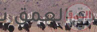 نبش الغراب
