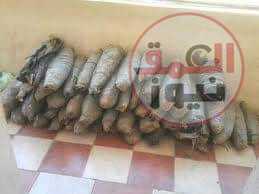 ضبط عاطل وبحوزته ٢٧ كجم من مخدر البانجو وبندقية خرطوش بالشرقية