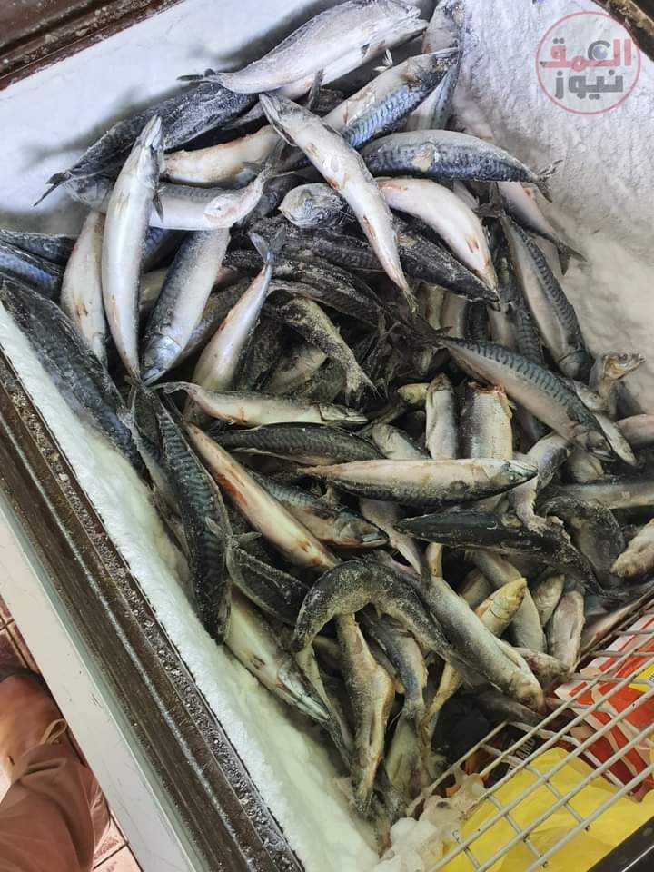 حملة طب بيطري كفر الشيخ تضبط طن أسماك مجهولة المصدر وكمية من اللحوم المجمدة(العمق نيوز)