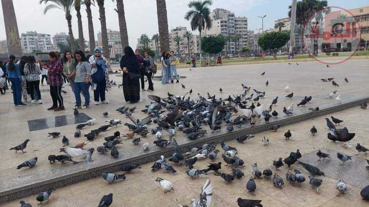 "وسط انتشار حمام السلام "... أتوبيسات رحلات المدارس تتوافد على حديقة المسلة.والزوار يلتقطون الصور التذكارية مع حمام السلام.(العمق نيوز)