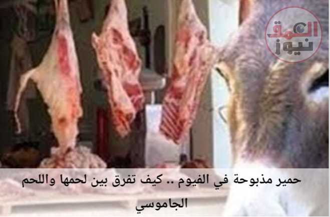 حمير مذبوحة بالفيوم كيف تفرق بينها وبين لحوم الماشية