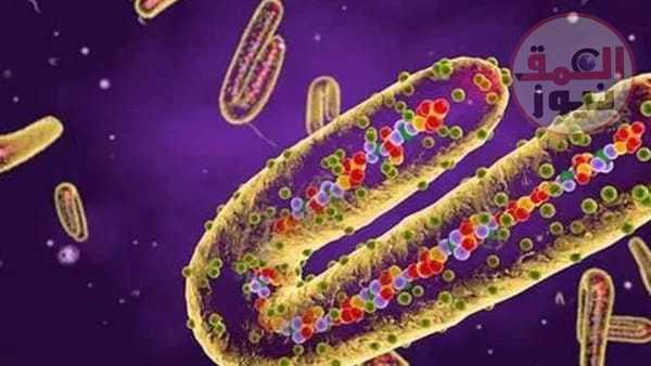 كل ما تريد معرفته عن فيروس ماربورغ بعد انتشاره