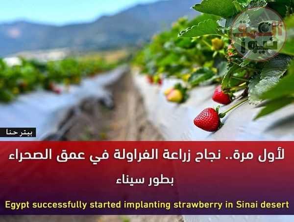 أرض الفيروز