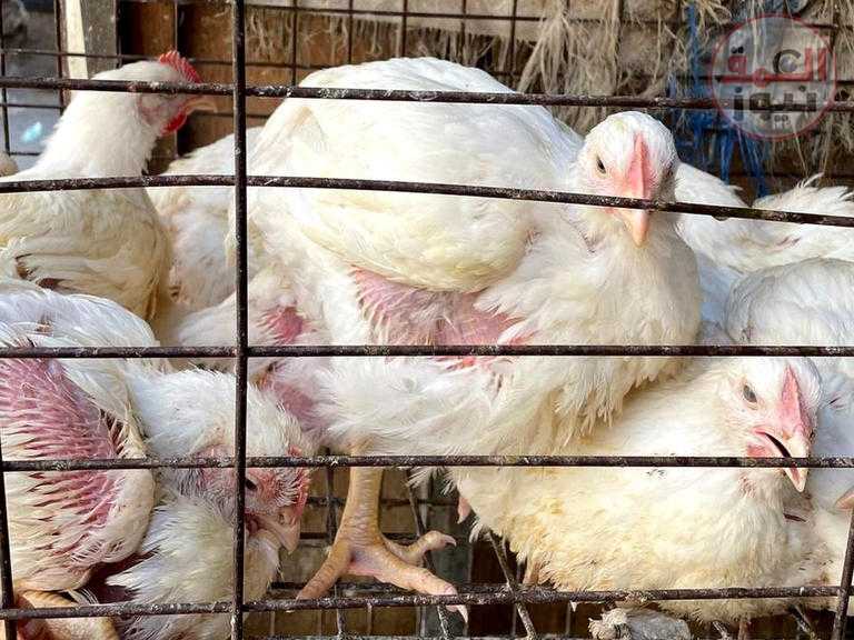 لماذا تطلب الحكومة من المصريين أكل أرجل الدجاج؟