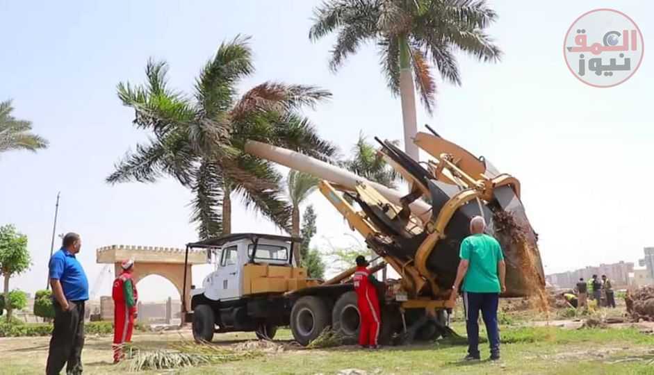 العاصمة الهيئة العامة للنظافه والتجميل تستخدم المعدات الحديثة لزراعه عدد من النخيل الملوكي من النخل النادر وزياده المساحات الخضراء