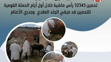 بيطري البحيرة .. تحصين ٣٢٣٤٣ رأس ماشية خلال أول أيام الحملة القومية للتحصين ضد مرضي الجلد العقدي وجدري الأغنام